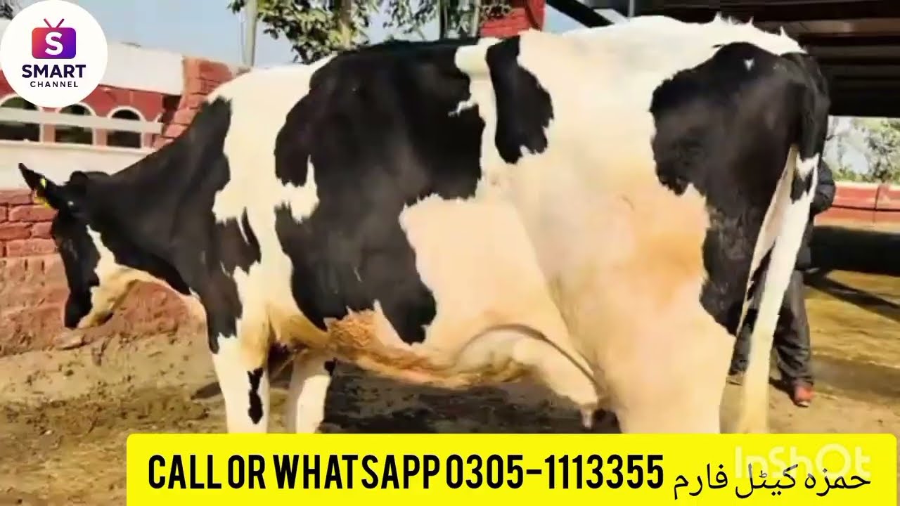 Imported Friesian Cows for Sale | Hamza Farm