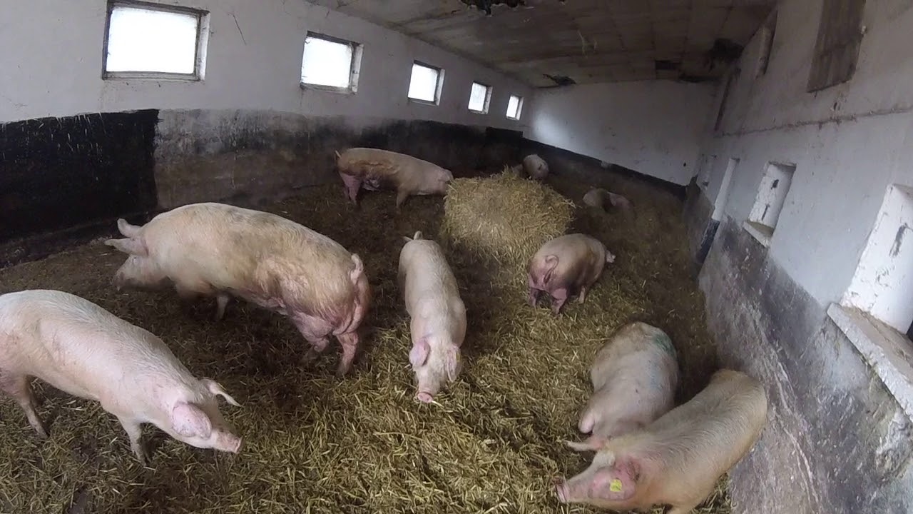 Codzienne obowiązki - lochy Złotnicka Biała/ Kula
