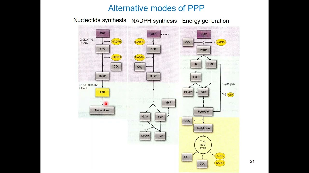 transketolase versus transaldolase and three operational modes of the pentose phosphate pathway