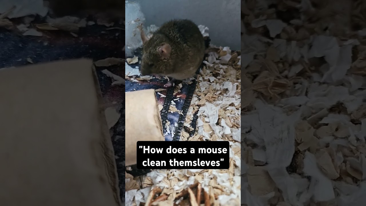Stoney The Mouse Cleaning Himself 💜🥰