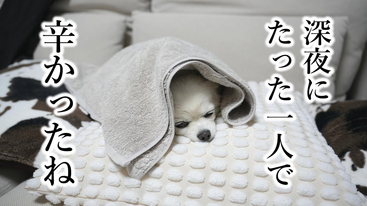 自分の体調悪化を飼い主に教えるために、必死で顔を舐めて起こしてくれました。