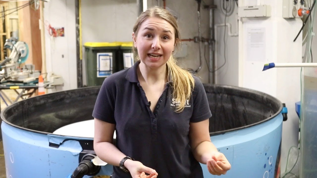 Behind the scenes of an aquarium