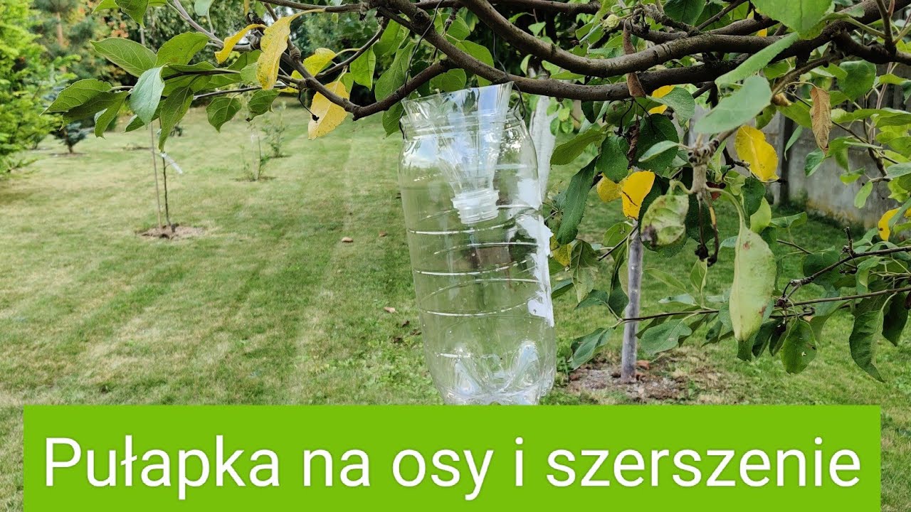 Pułapka na osy i szerszenie