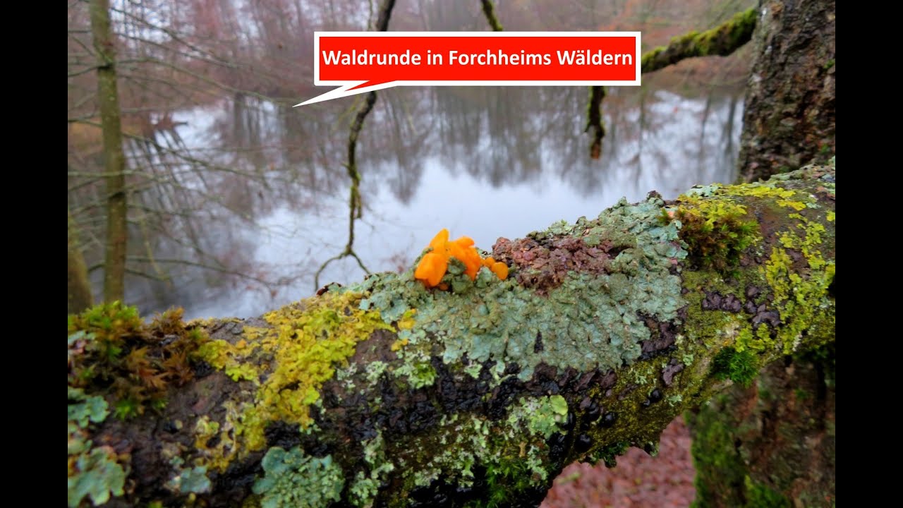 Unterwegs mit Thomas: Waldrunde in Forchheims W&auml;ldern am 20. und 22.01.22 mit Naturschutzgebiet B&uuml;g