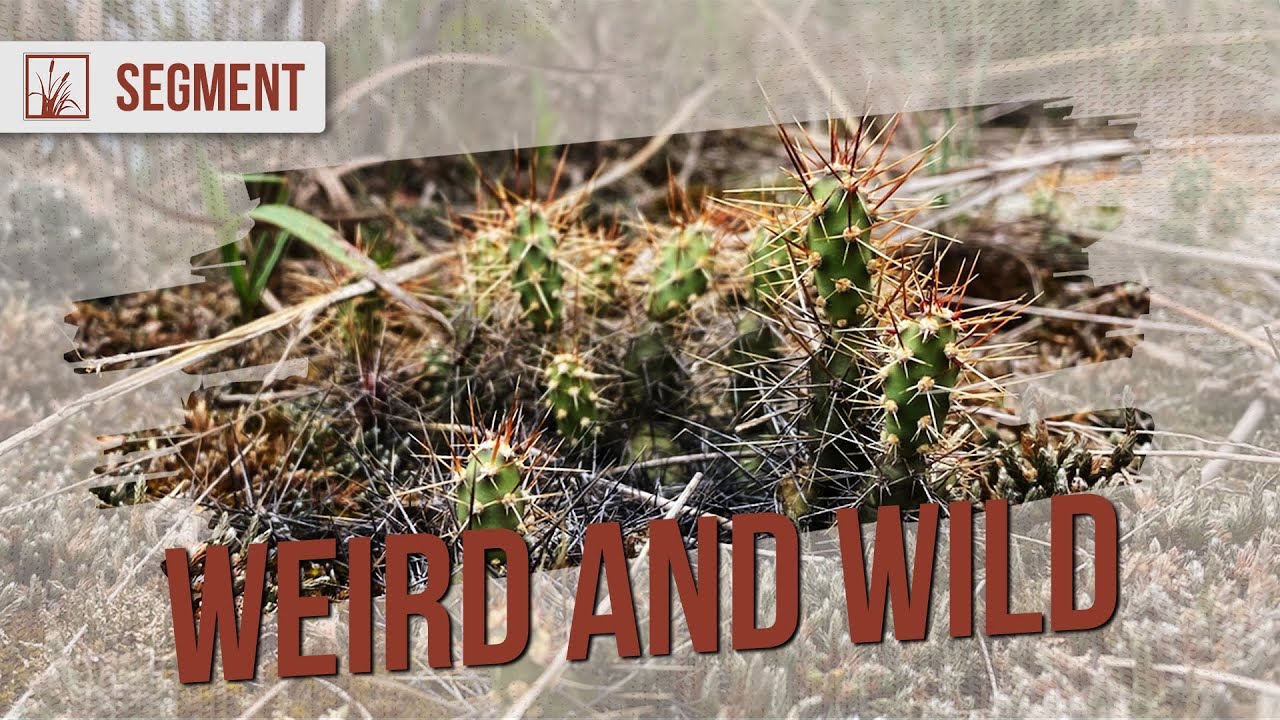 Cactus in Minnesota: True Story!