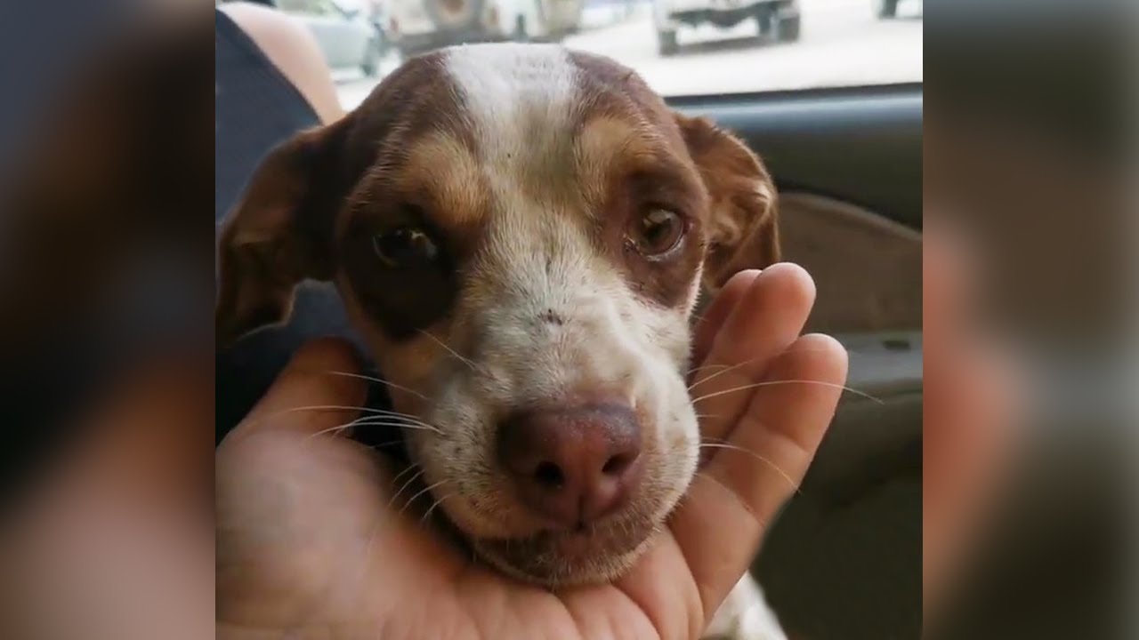 Abandoned dog cried in the car because I didn't let him wait for his owner