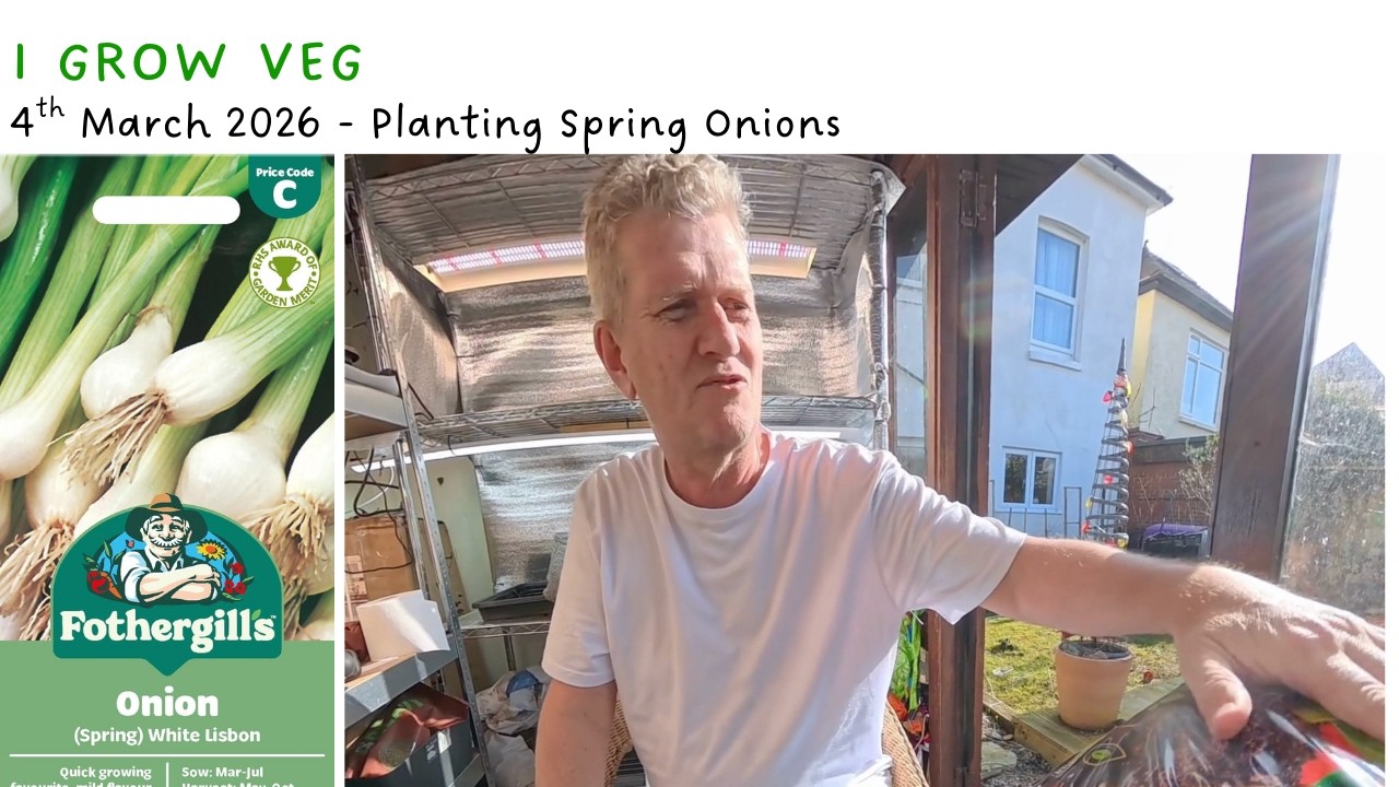 I grow veg - planting spring onions