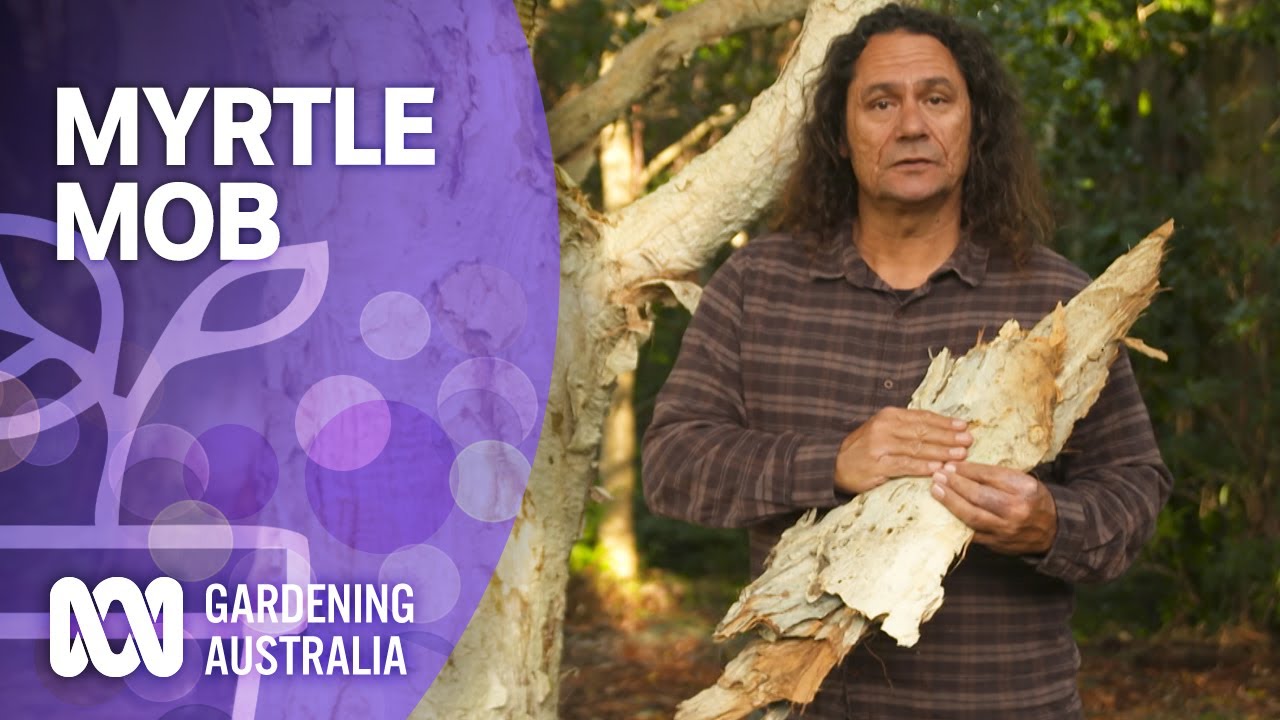 Myrtle Mob | Australian native plants | Gardening Australia