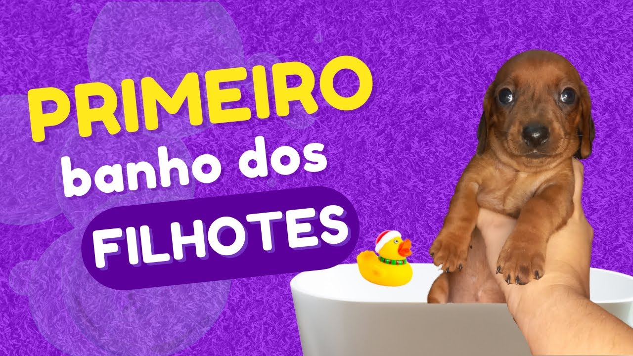Primeiro banho dos nossos filhotes! 🐶🤑😍BÔNUS MELHORES ITENS PARA PET / Dachshund, Salsicha, Basset