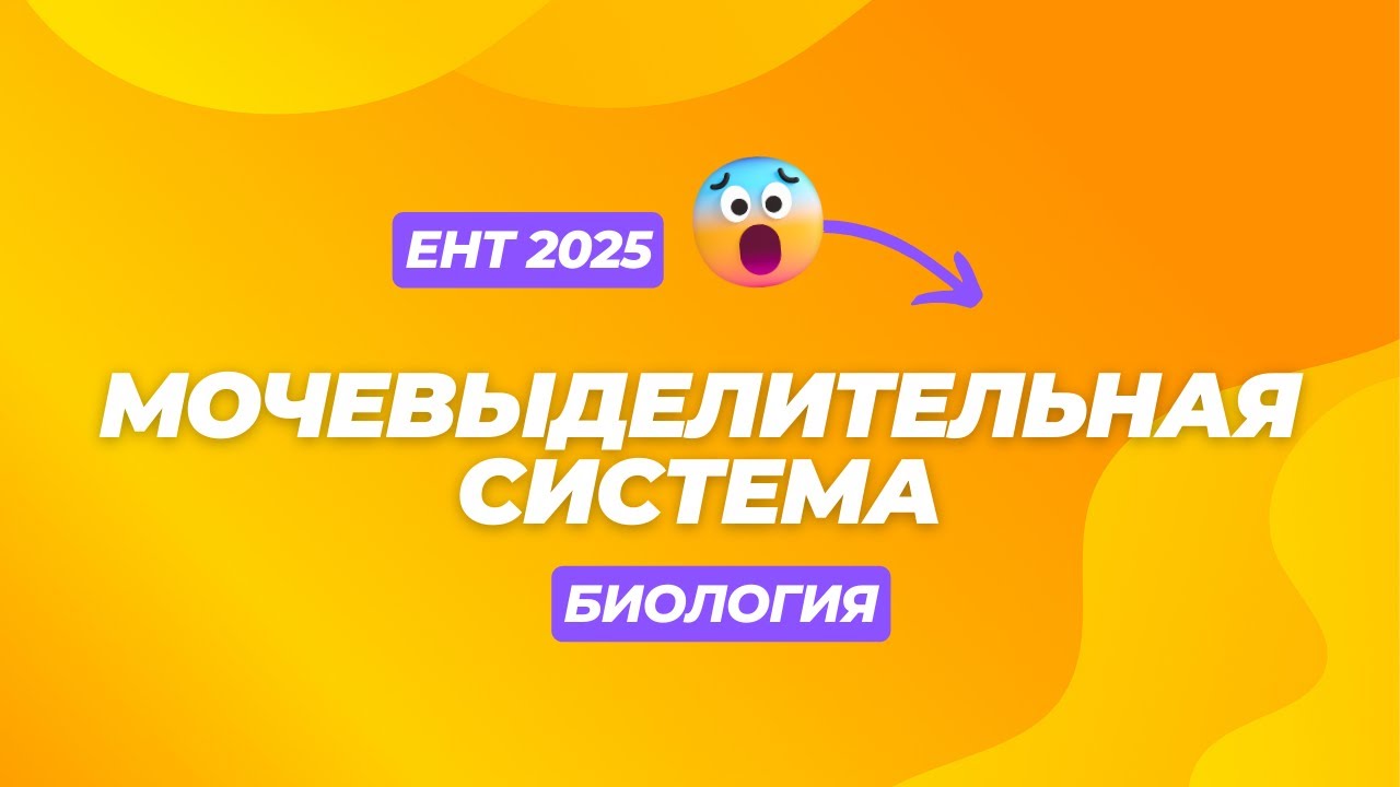 Мочевыделительная система | СКУЛПРО