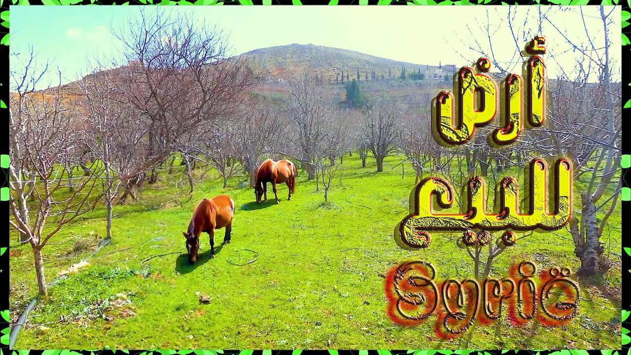 جولة ساحرة داخل أرض في ريف دمشق | بسعر اقل من 650 مليون ليرة سوري 🔥
