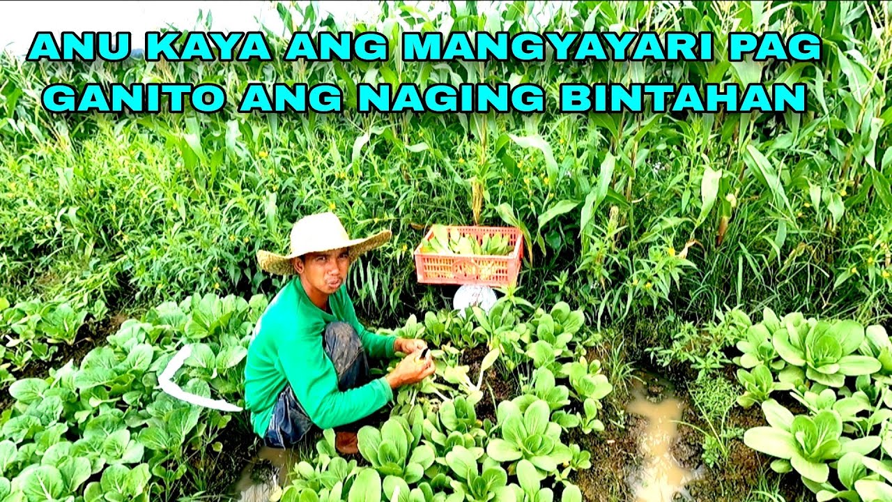 Anu kaya MANGYAYARI Pag GANITO ang bintahan ng mga pananim