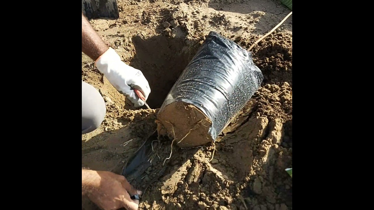 زراعة التين بطريقة إحترافية/عامر العويسي
