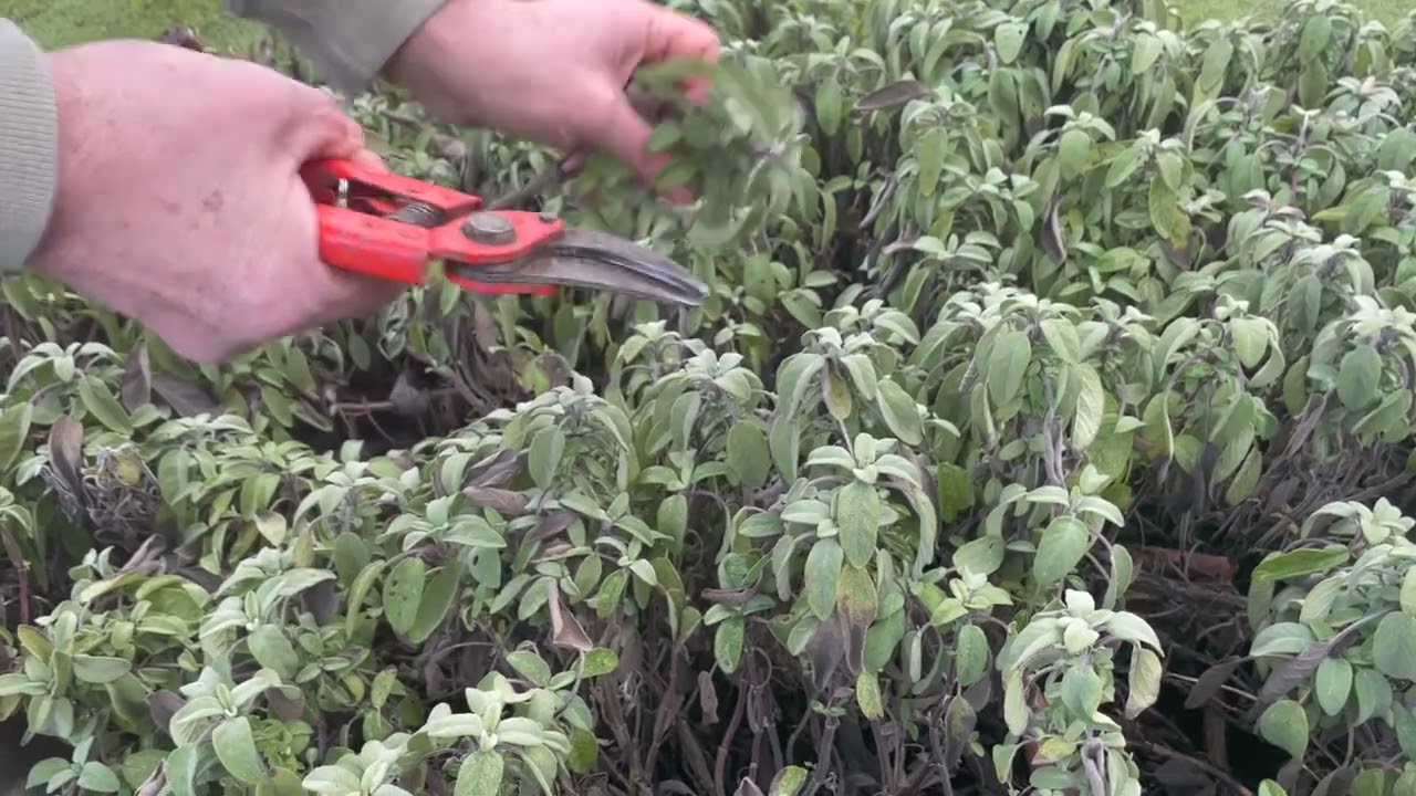 La sauge officinale