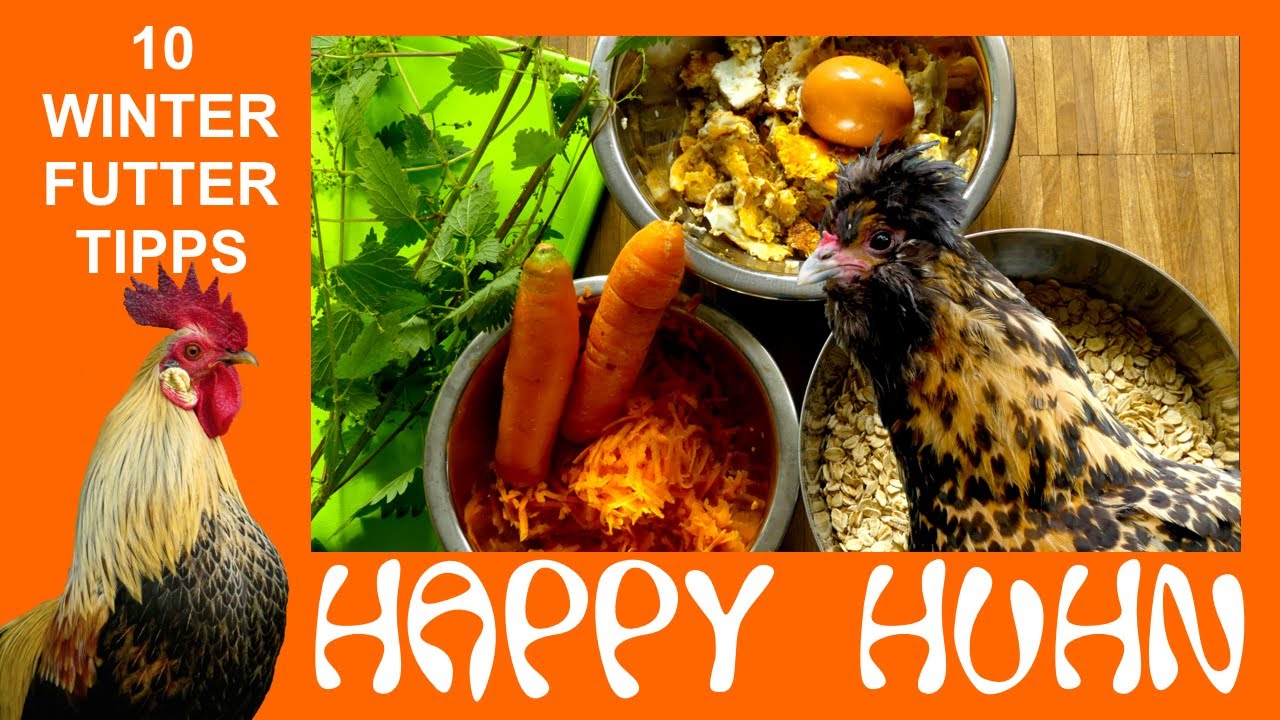 E157 Fütterung im Winter, 10 Empfehlungen - HAPPY HUHN - Hühner füttern Kürbis, Möhre, Kohl, Nüsse