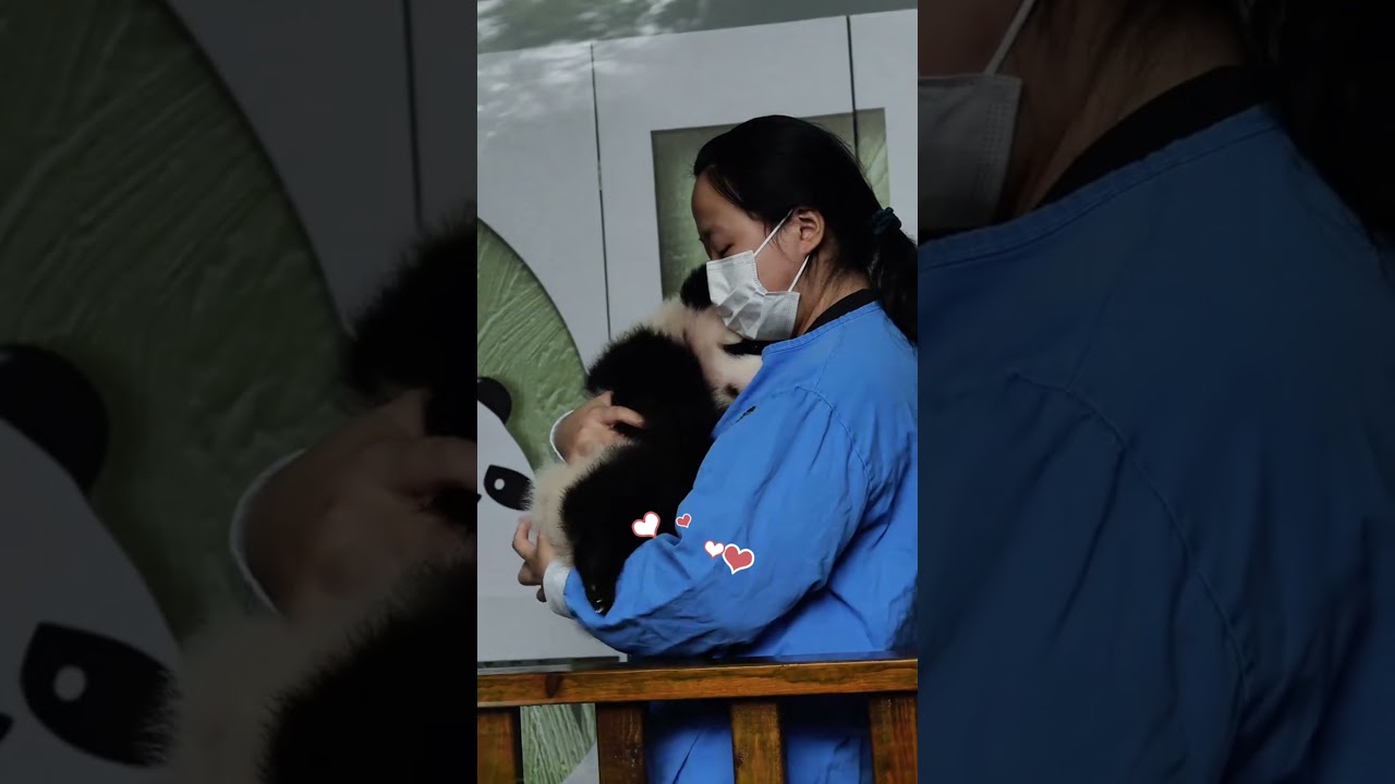 The keeper holds the baby panda in arms, patting it gently. The cub just like a sweet human baby!