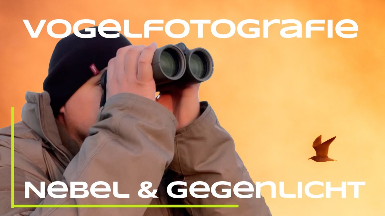 Der perfekte Morgen - Vogelfotografie mit Nebel und Gegenlicht
