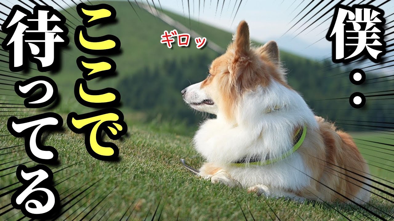 散歩に来ないママを待ちわびるコーギー