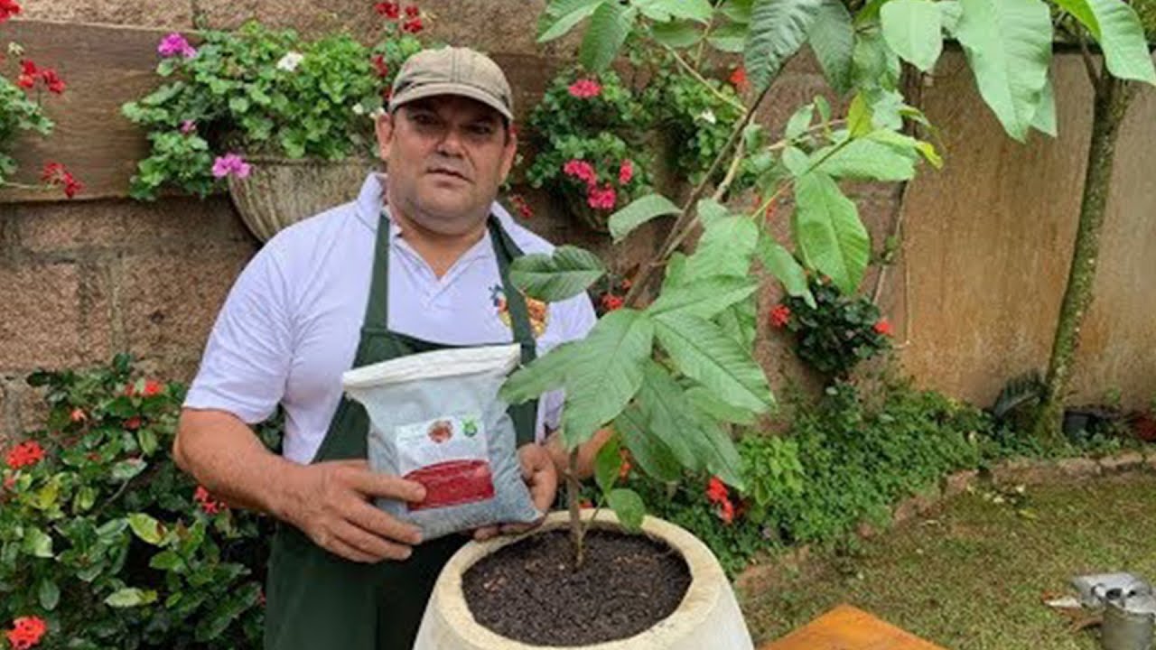 Como plantar goiaba em vaso - dicas do jardineiro amador para sua casa e jardim