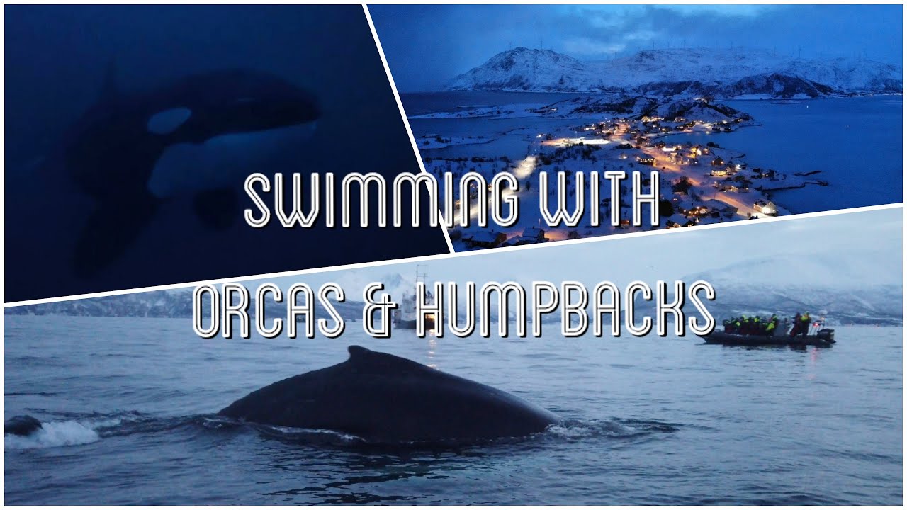 Swimming with Orcas and Humpbacks in Norway