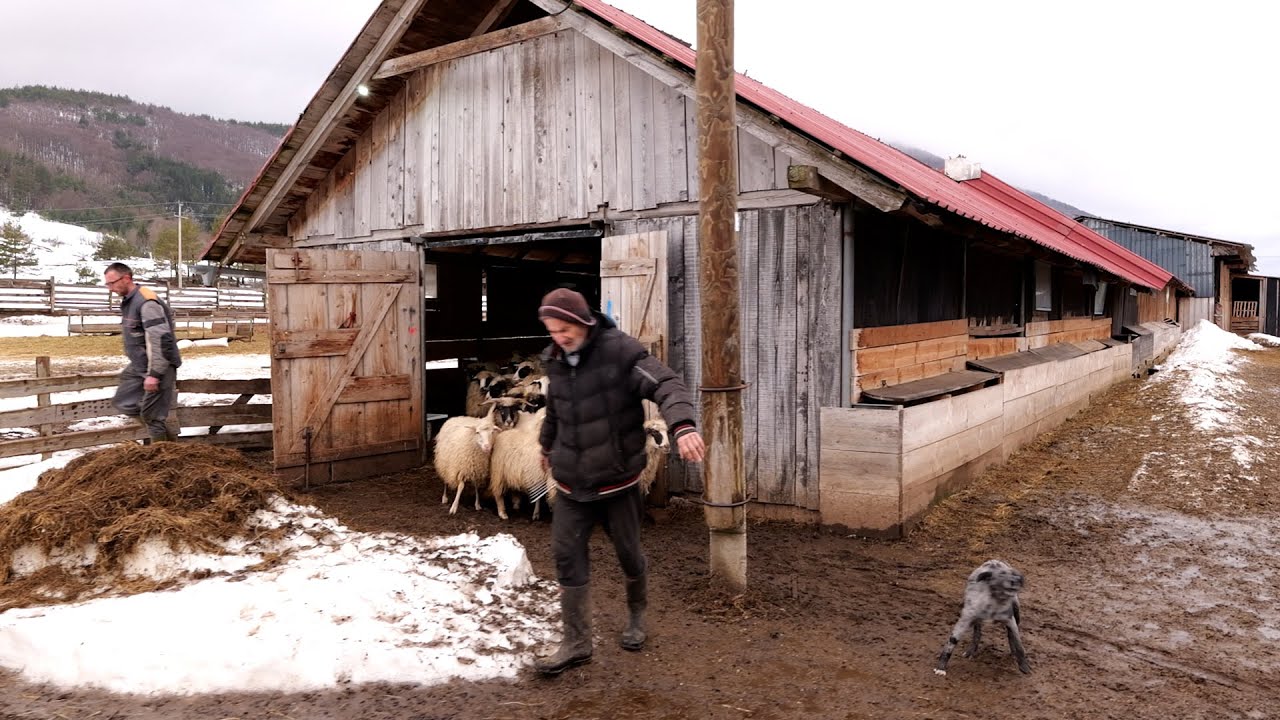 - ŽIVE SA 650  OVACA U PLANINI GDJE ZIME TRAJU ŠEST MJESECI -