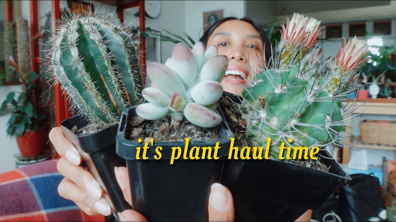 Mega cacti & succulent haul (and butchering botanical names)
