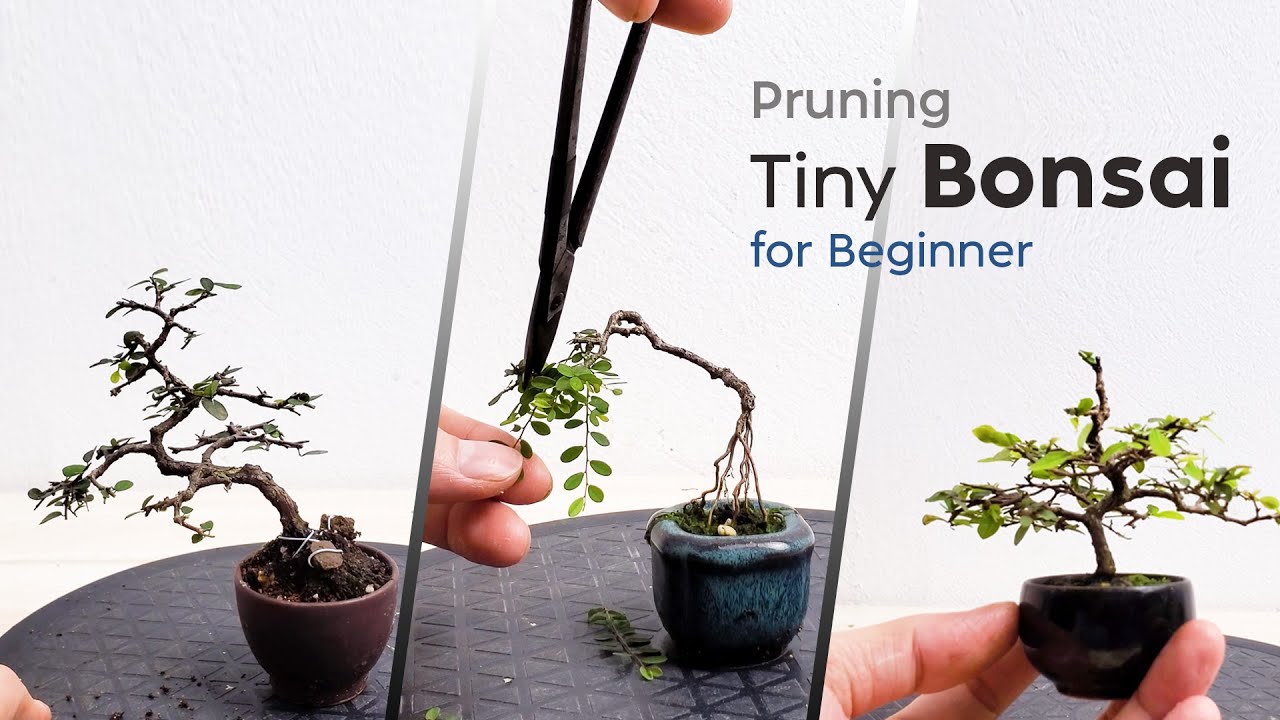 Pruning For 3 of Tiny Bonsai, How To Care Mame Bonsai Tree For Beginners #분재  #gardening