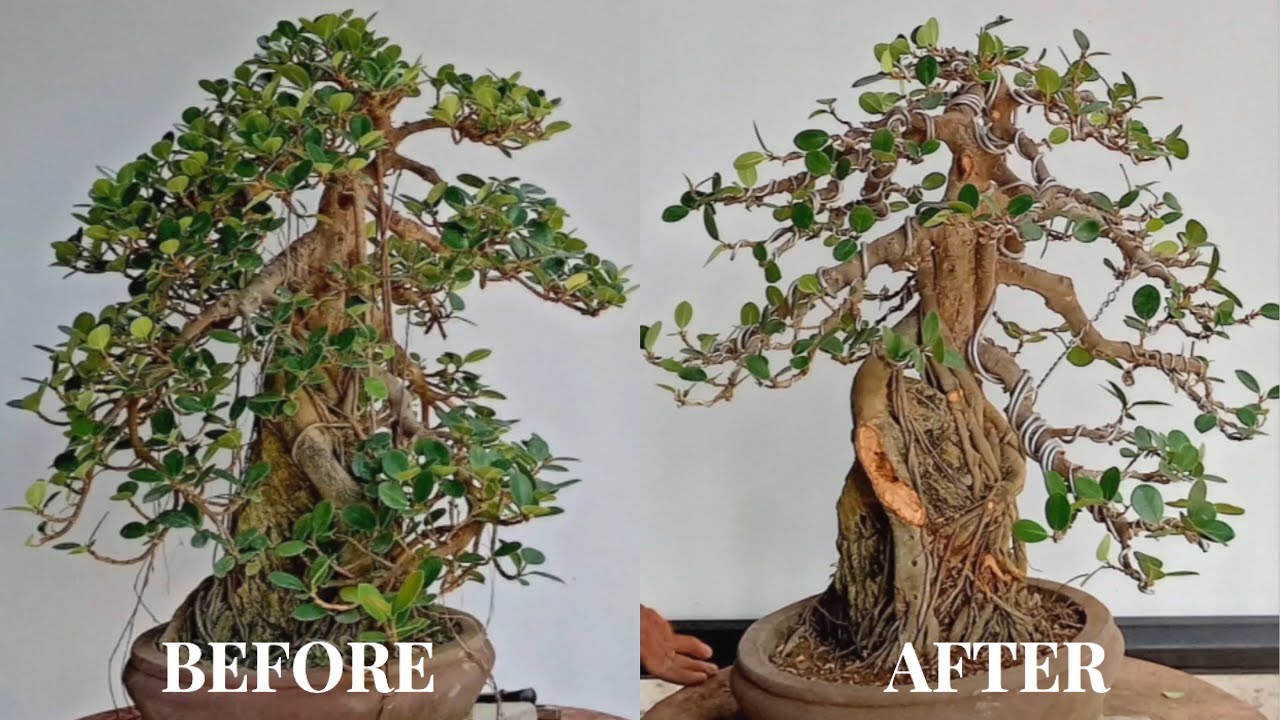 ROOT OVER ROCK FICUS BONSAI: Styling and Maintenance