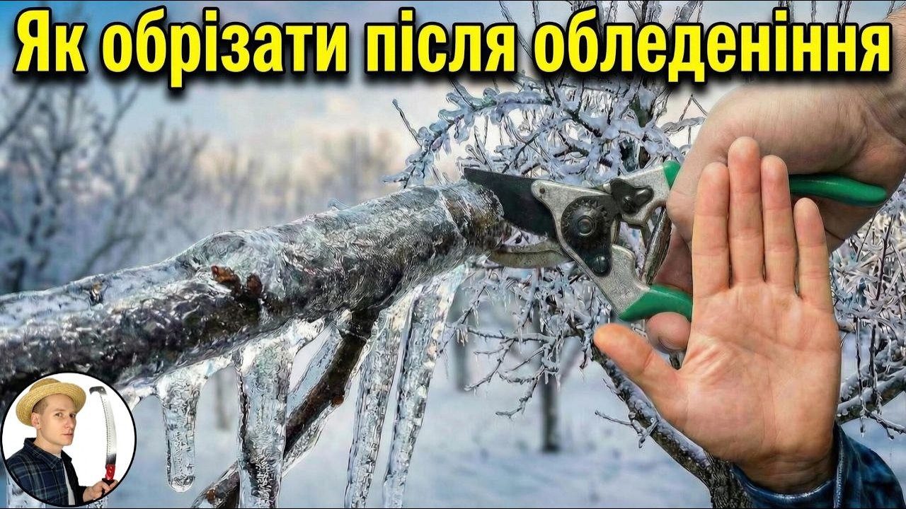 НЕ РІЖТЕ гілки зараз! Обрізка дерев після оледеніння: Головна помилка