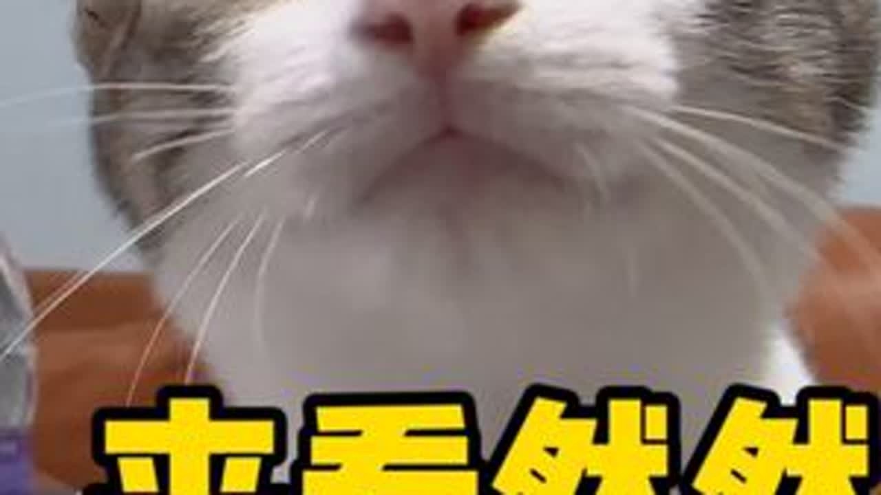 然然的妈妈去出差了，托我照顾然然#萌宠出道计划 #卷耳猫花卷 #记录猫咪日常vlog