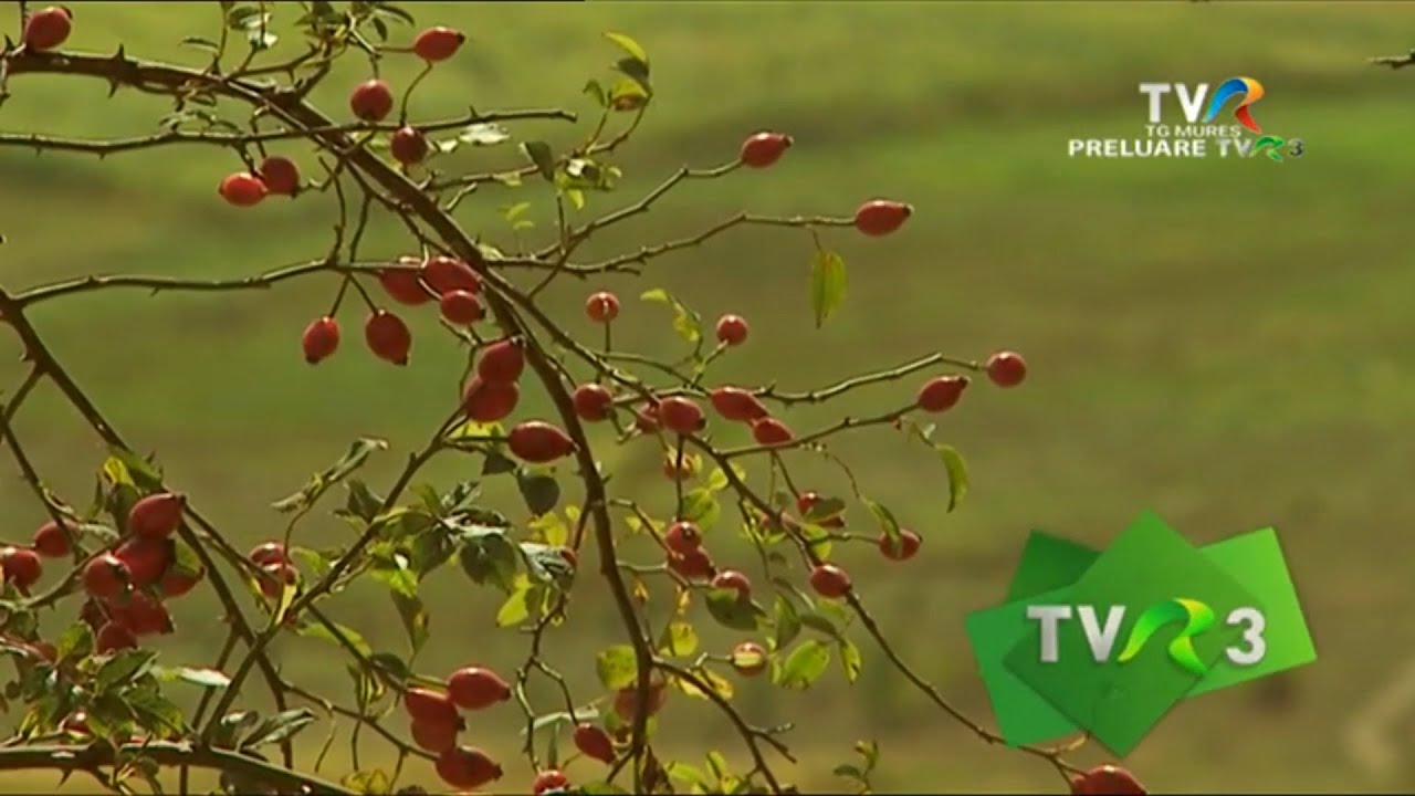 🇷🇴 TVR T&acirc;rgu Mureș (reluare TVR3) - Promo (noaptea de 15-16 noiembrie 2019)