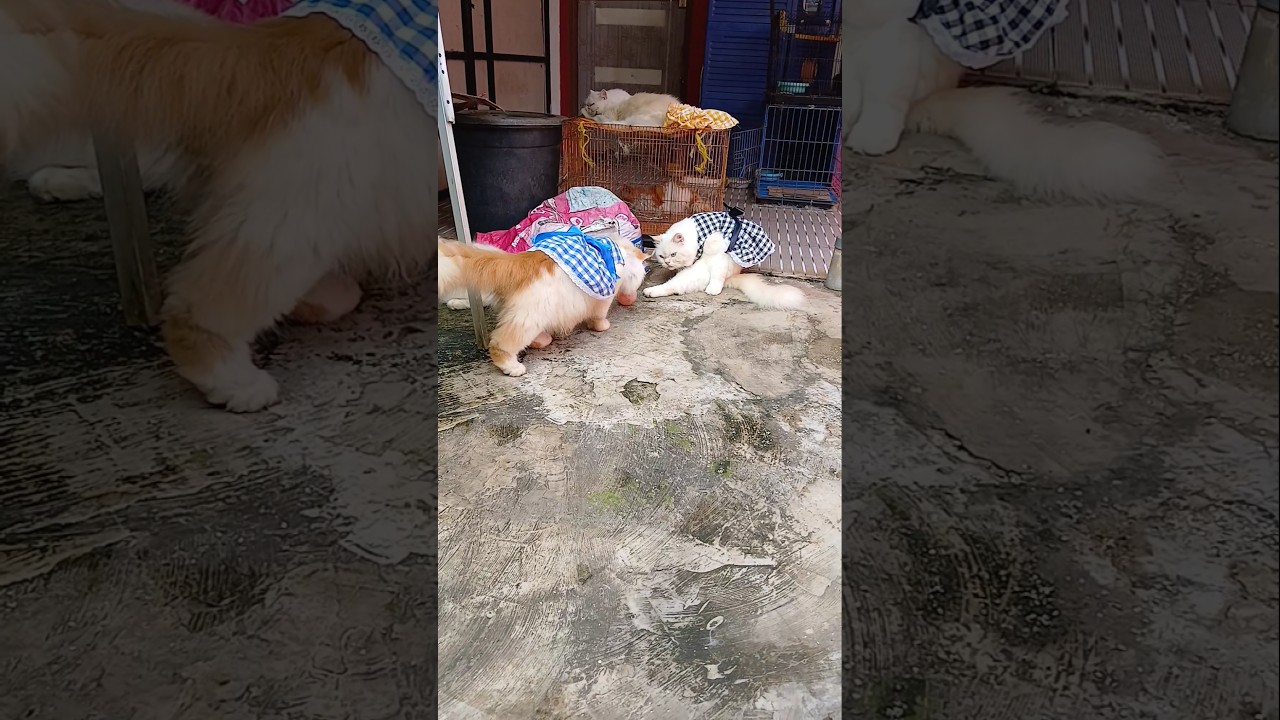 This Cat Has ONE Mission: Catch the Ball 
