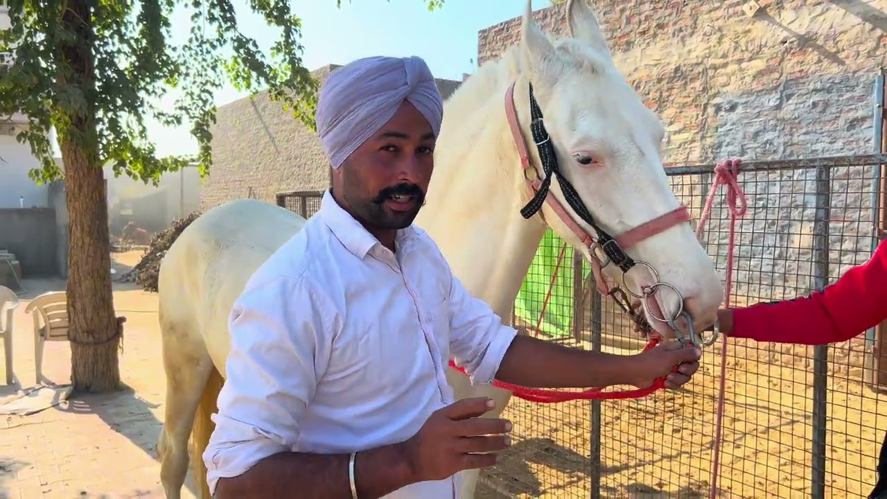 ਲਗਾਮ ਕਿਵੇਂ ਪਾਈਏ ? ਲਵੋ ਜਾਣਕਾਰੀ Gurdeep trainer ਵੱਲੋ ❤️ #horse #ubstudfarm #viral #horseriding 