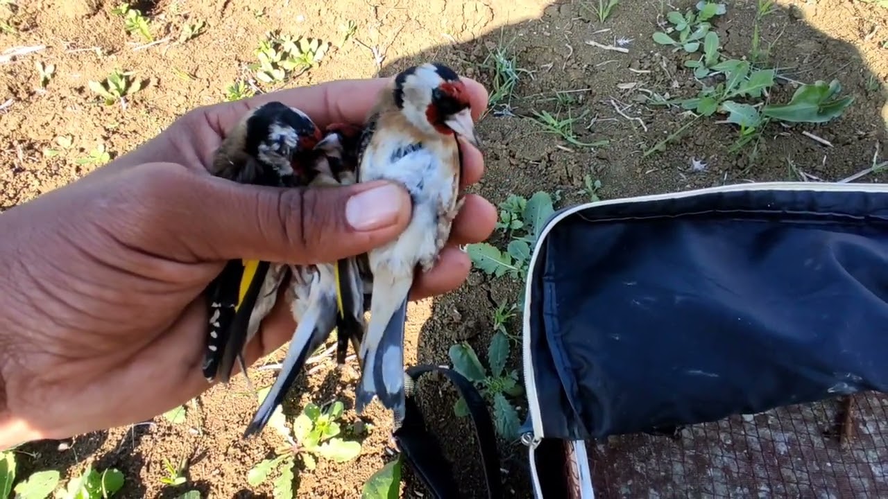 جديد صيد طائر الحسون في شمال المغرب😱😱😱🦜🦜