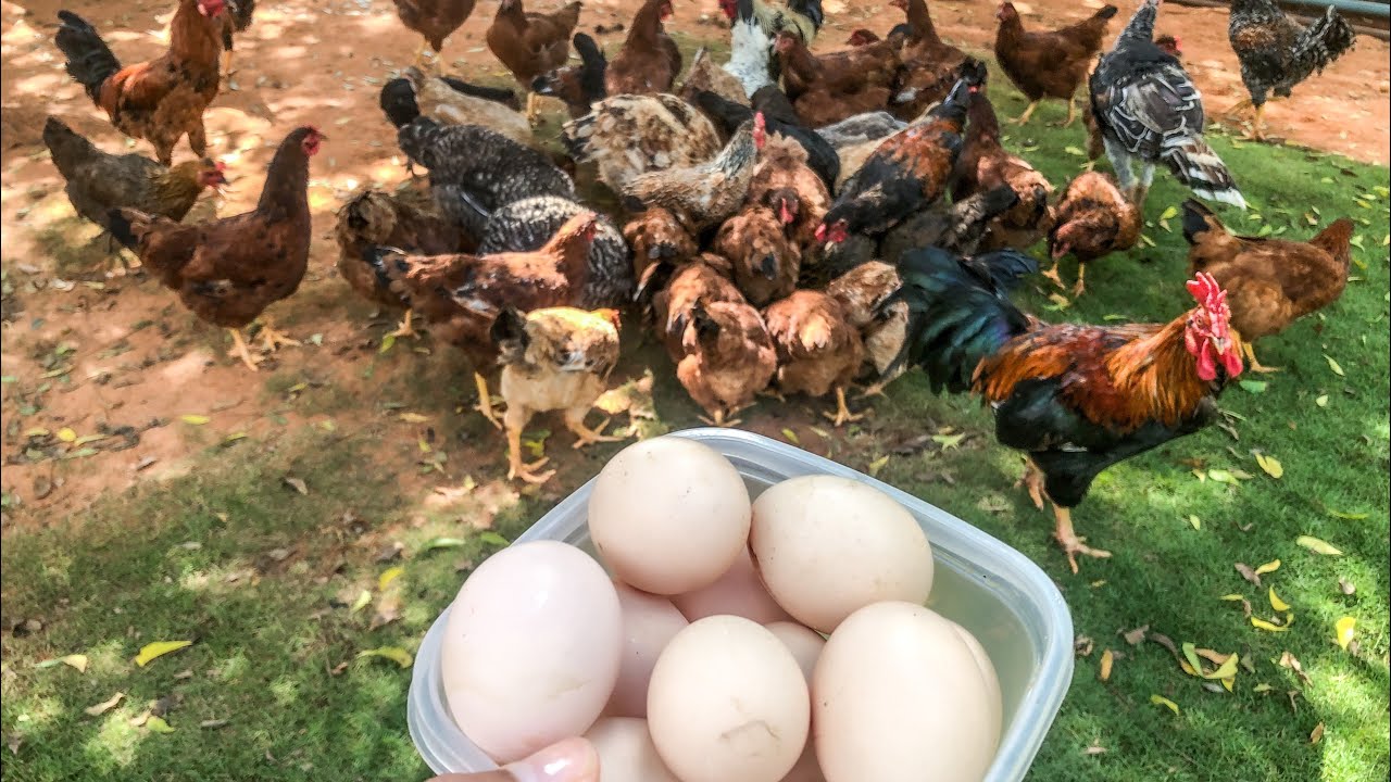 Criando GALINHA CAIPIRA no QUINTAL! Dicas de OURO | AGROCRIACAO
