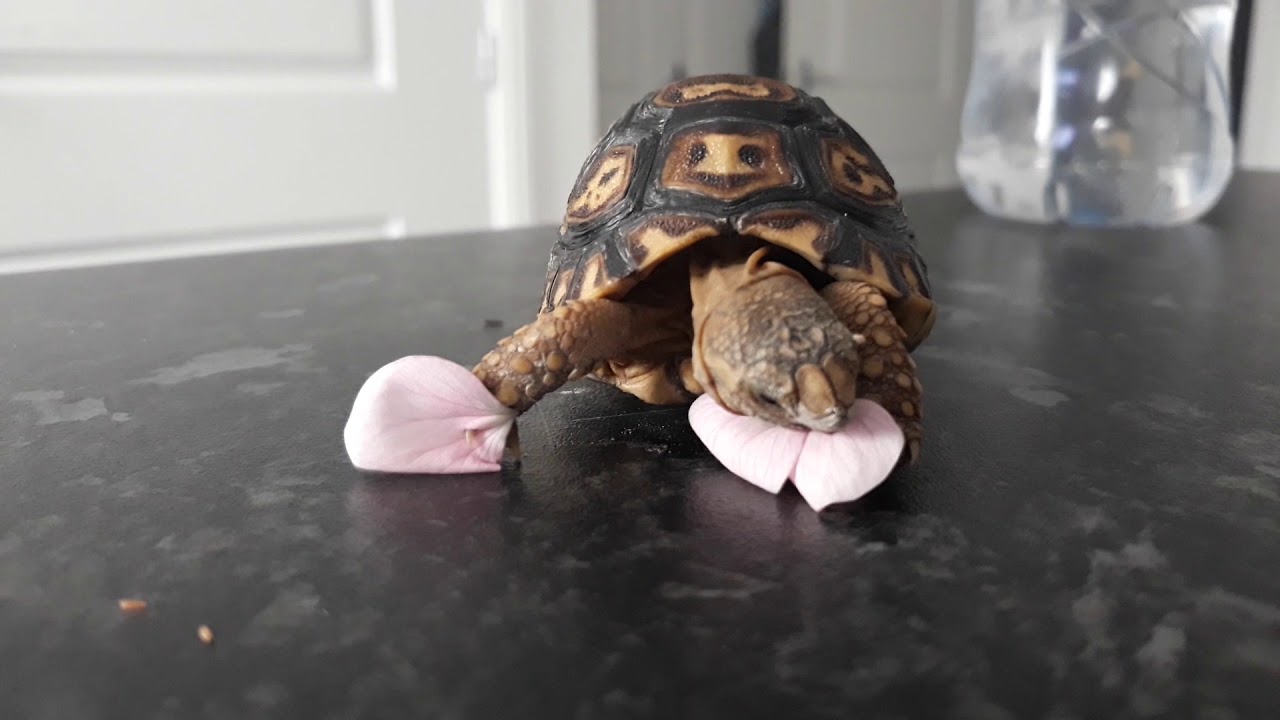yuty leopard tortoise shedding