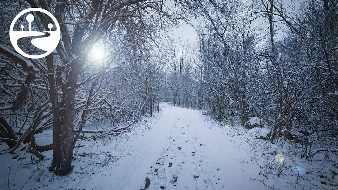 Relaxing Winter Forest Walk with Fresh Snow Crunching Sound - Meditation ASMR in 4K