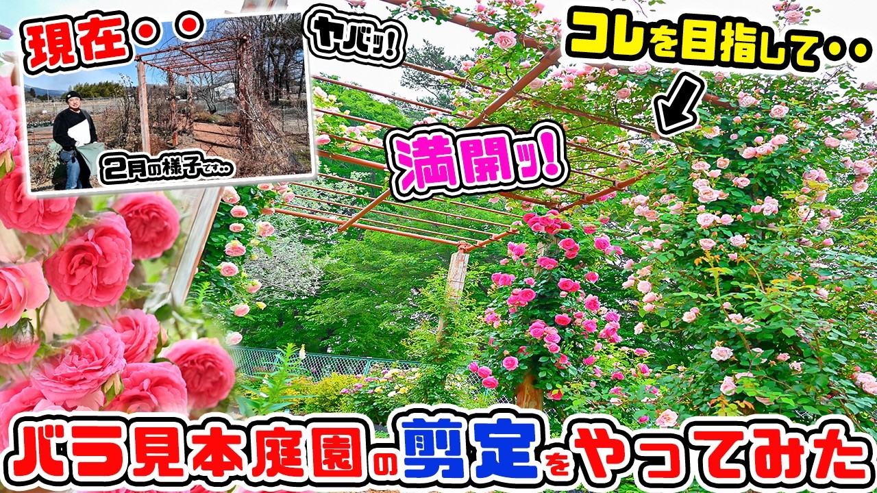 【バラ満開だｯ!】コレを目指してます🌹バラ見本庭園の剪定🌹バラ専門店[那須ヒロガーデン]高木大輔店長