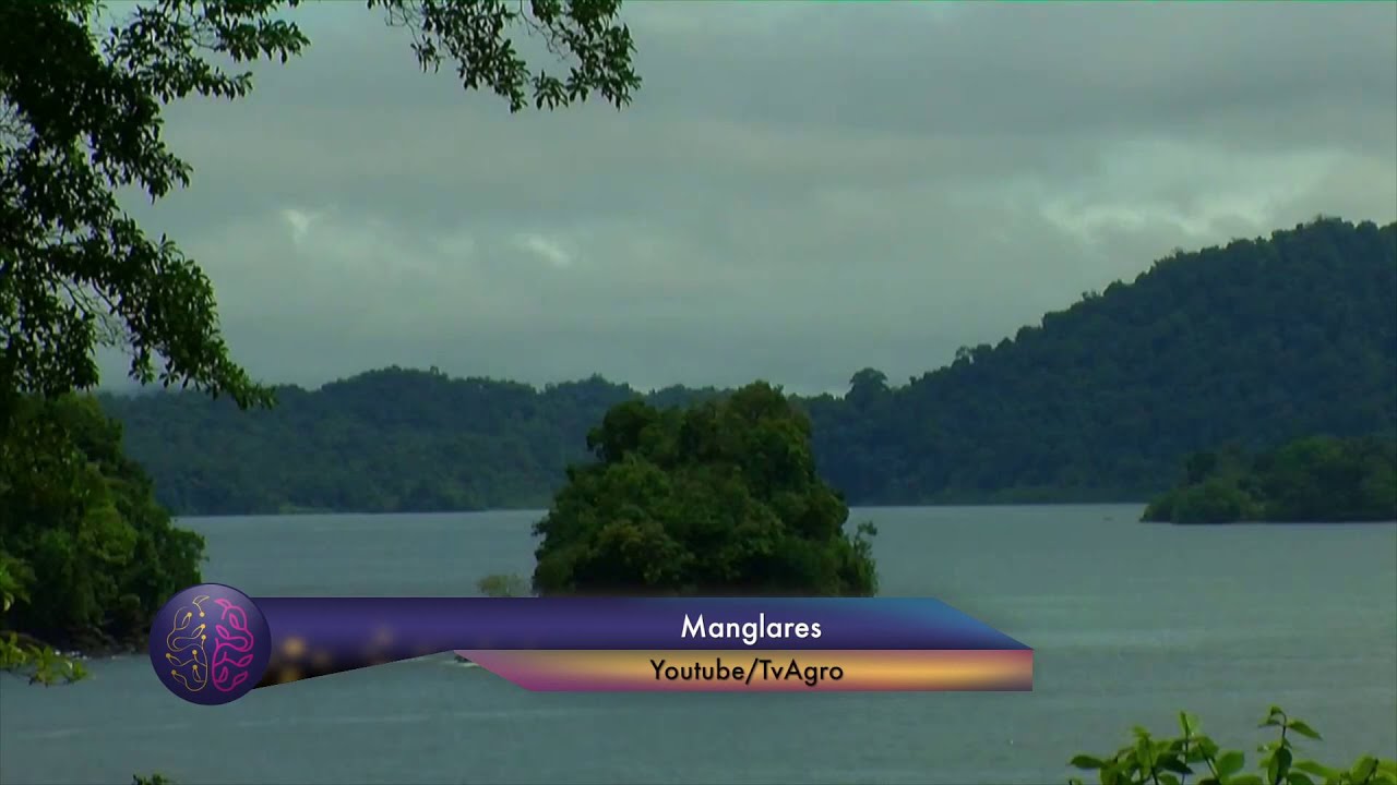 ¿Qué es un Manglar?