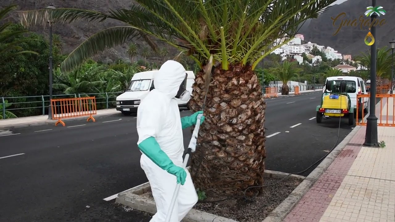 La palmera canaria podría desaparecer
