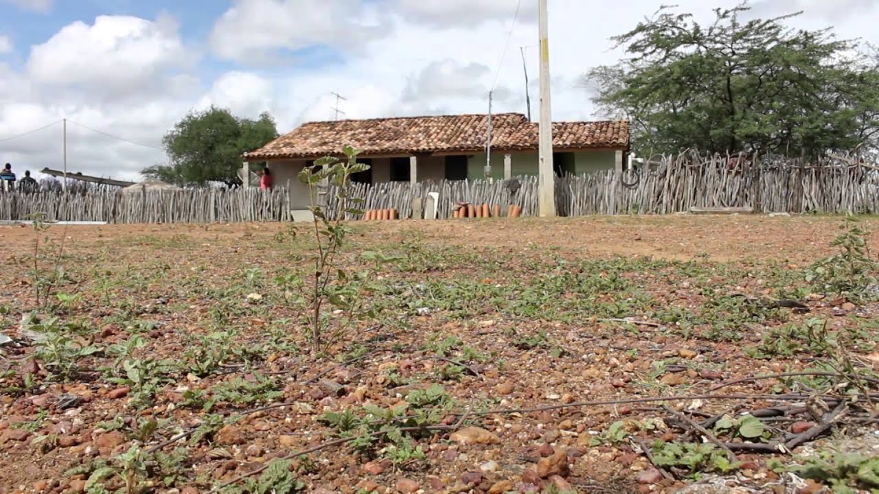 A PALMA FORRAGEIRA TRANSFORMANDO VIDAS