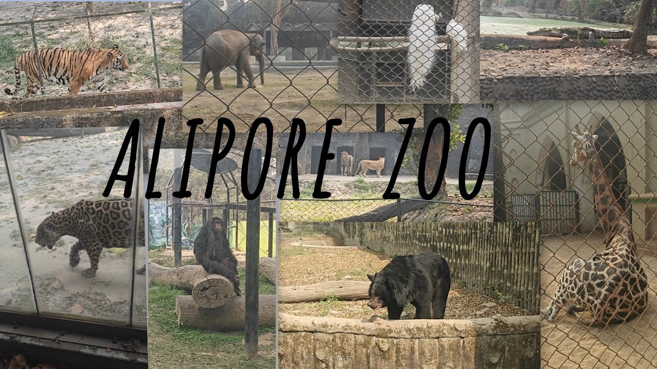 A Tour to Alipore Zoo 🦁 🐘 🐻 🦒 || Zoo diary #01 ✨