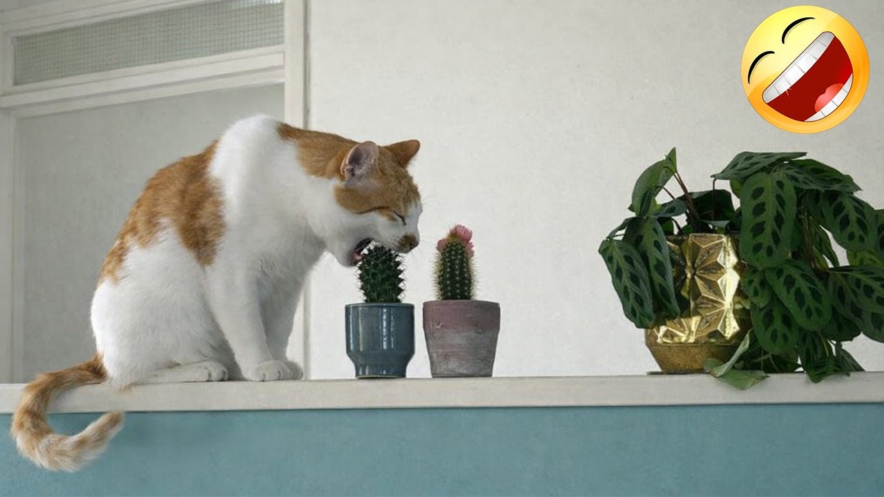 The Most Cutest Cats Moments Ever! 😻🤣 Funny Cat Videos 2026 🐾 🤣