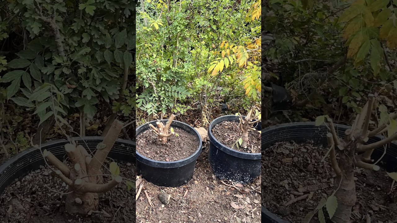 How to Grow a Thick Bonsai Trunk Fast #bonsai #bonsaitree #plants #gardening #shorts