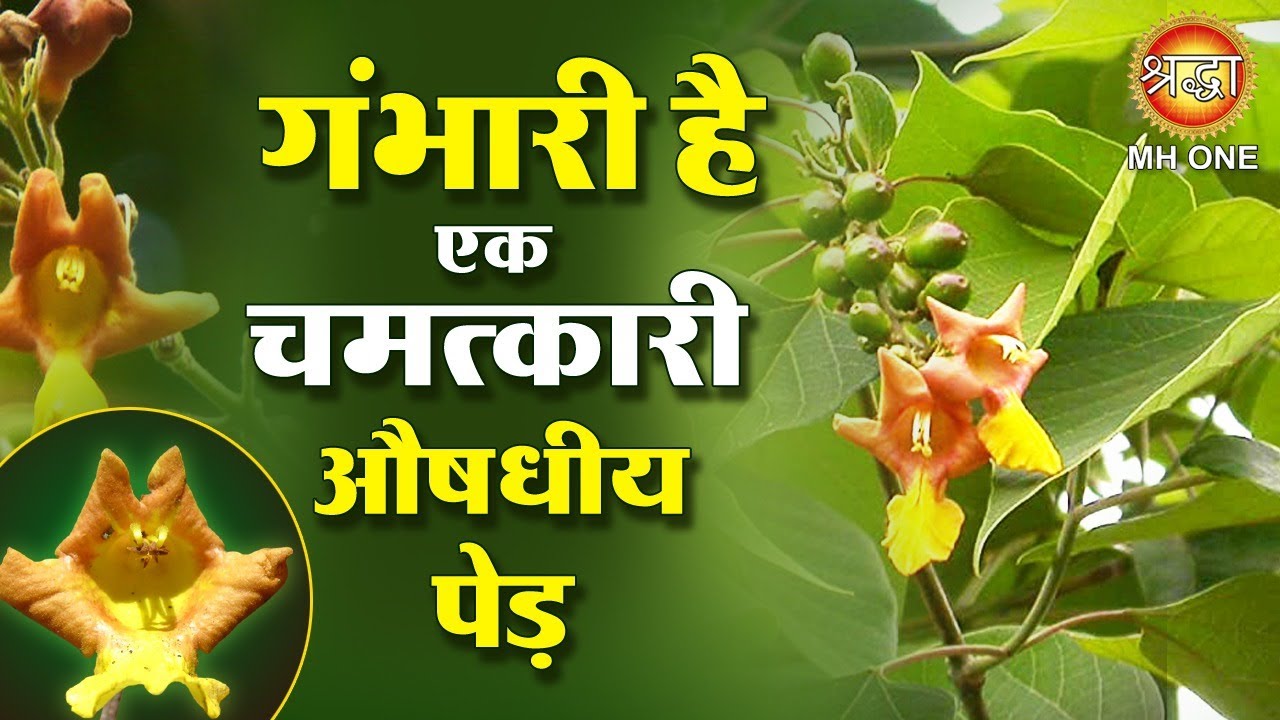 गंभारी है एक चमत्कारी औषधीय पेड़ | Gambhari ke fayde | Ayurved Chikitsa