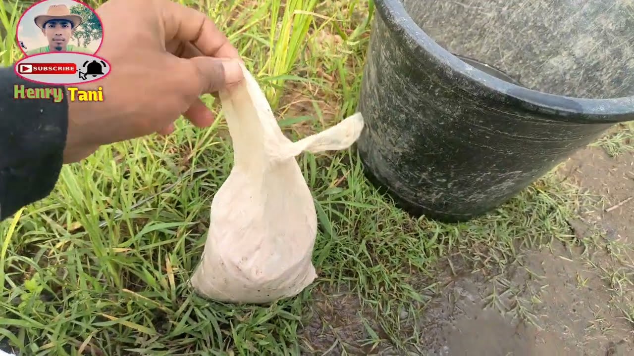 KCL Tabur tapi di semprotkan| Hemat ! PEMAKAIAN PUPUK TABUR TAPI DI SEMPROTKAN