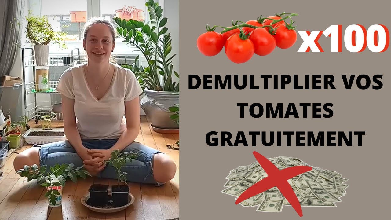 COMMENT DEMULTIPLIER SES TOMATES GRATUITEMENT ?