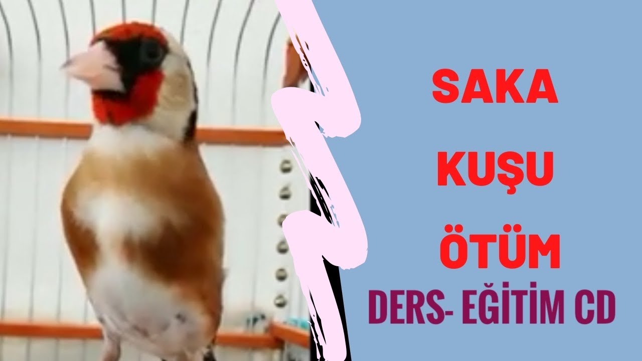 Saka kuşu / Melez eğitim cd