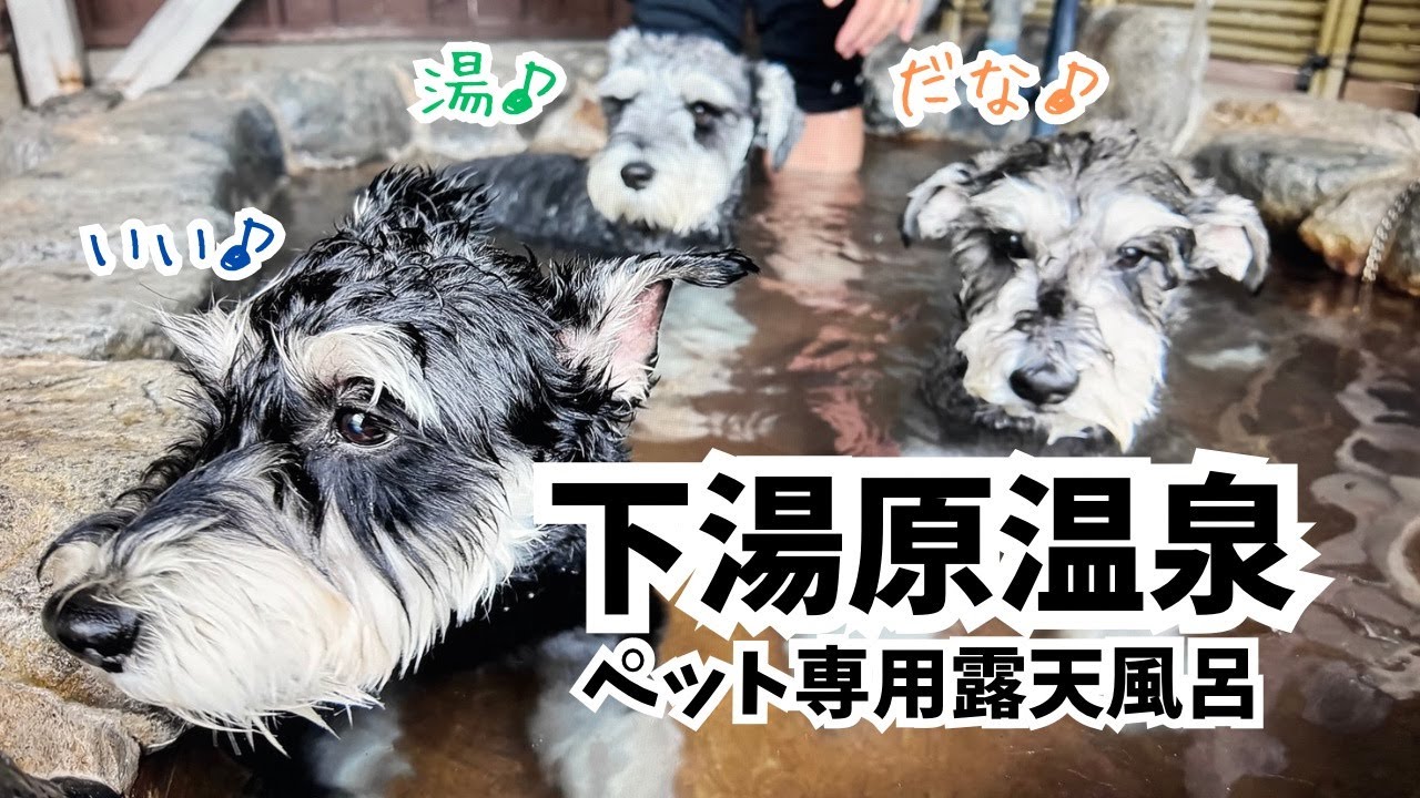 【愛犬とお出かけ】愛犬の健康維持のために、ペット専用露天風呂に行ったら最高でした！