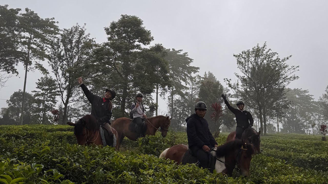 HORSE TREKKING with Stallionreinc x Almor #berkudapakaihelm